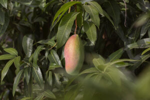 Picture of <strong><b>Product use for Ripening?<b></strong>